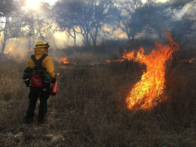 Personnel watch a prescribed fire burn in the woods