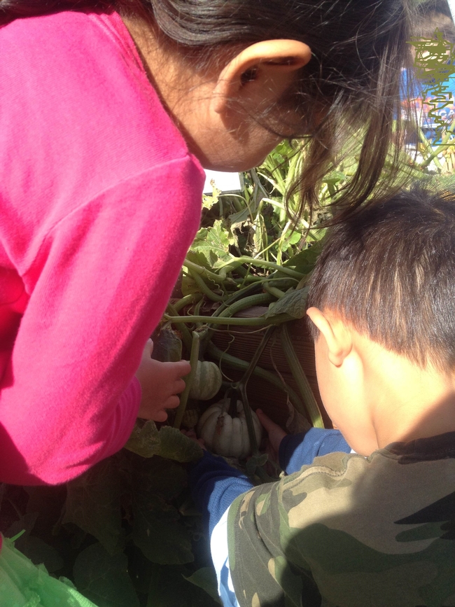 Students explore the different winter squash growing in raised demonstration beds