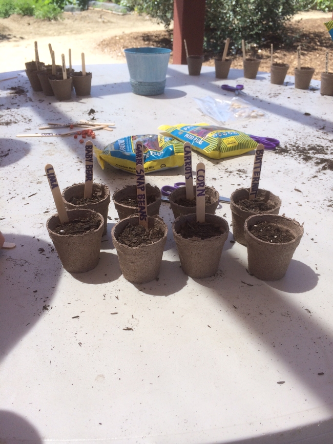 Planting seeds help youth understand how trees, shrubs and plants help air quality