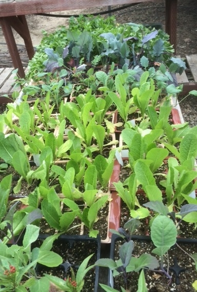 HAREC shade house seedlings for schools