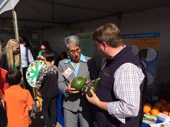 Hannah-Beth Jackson California State Senate representing 19th district-Ventura County, learns about avocado varieties at ANR booth