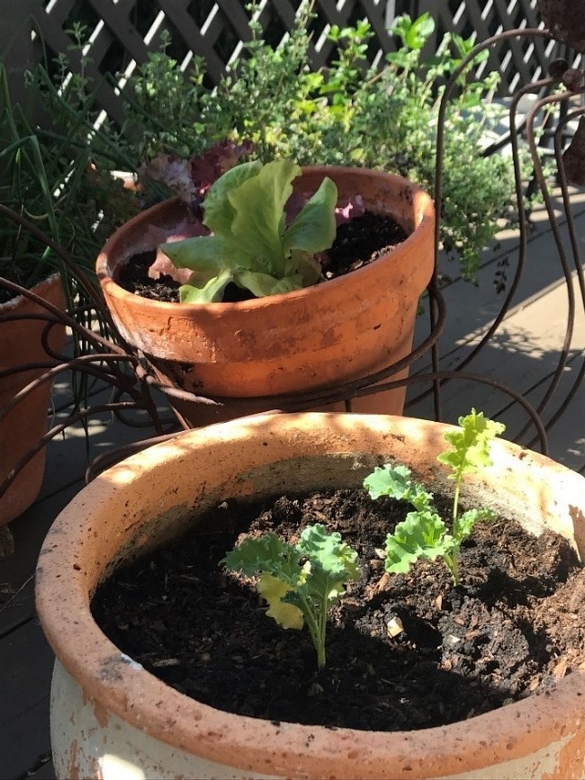 Kale and lettuce planted in pots