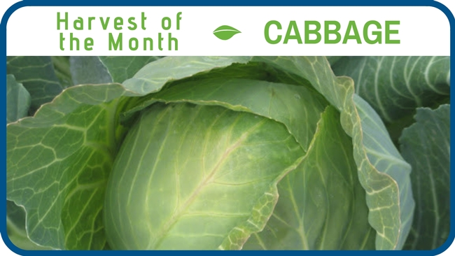 Cabbage December