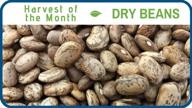 Dry Beans February