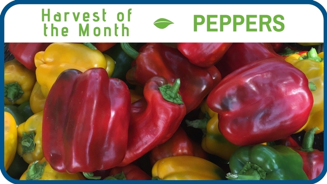 Peppers August