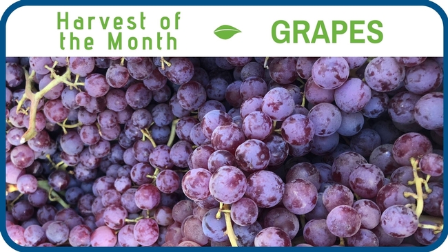 Grapes September