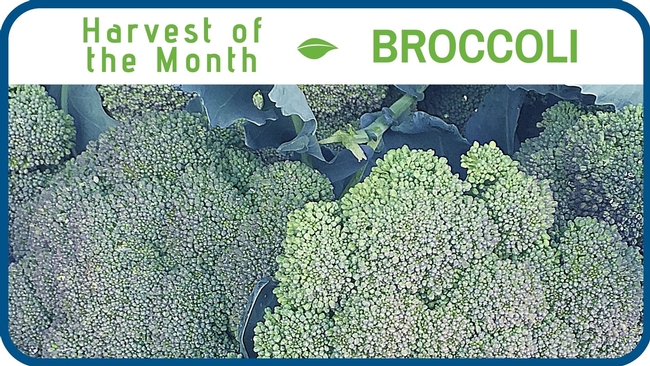 Broccoli October