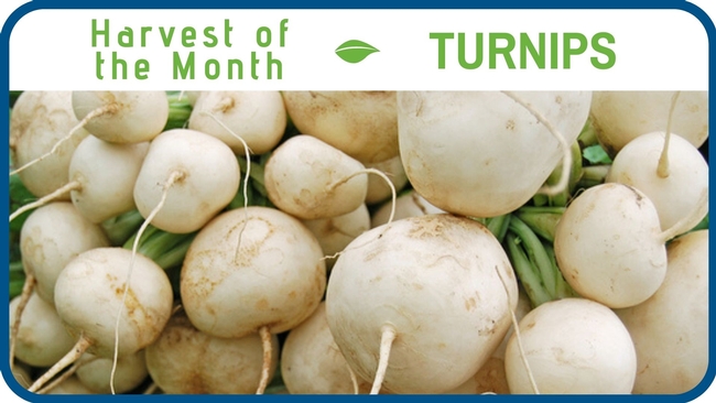 Turnips December