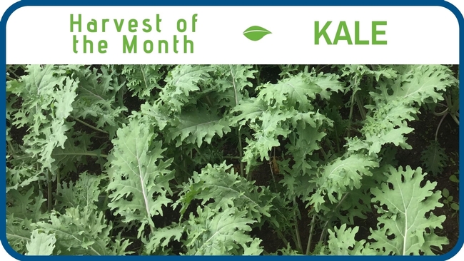 Kale January