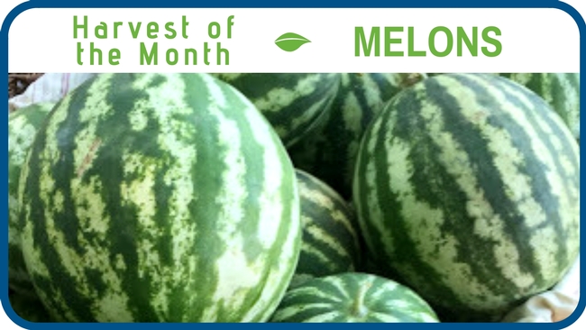 Melons September