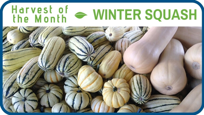 Winter Squash January