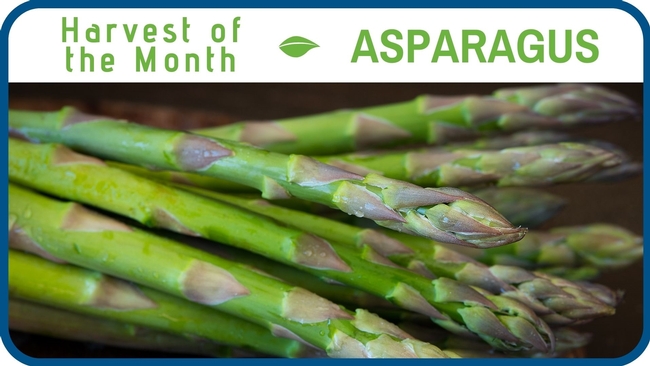 Asparagus March