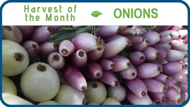 Onions April