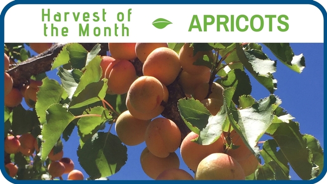 Apricots May