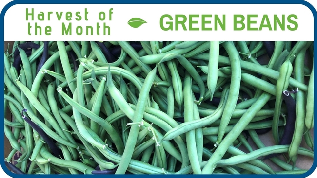 Green Beans June