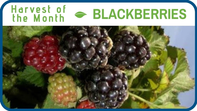 Blackberries July