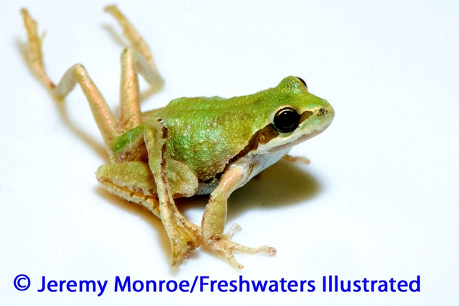 Frog Monroe photo