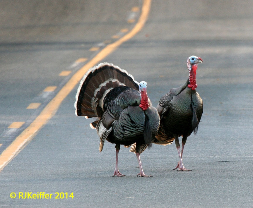 An arrow to the chest? This wild turkey is unruffled, California