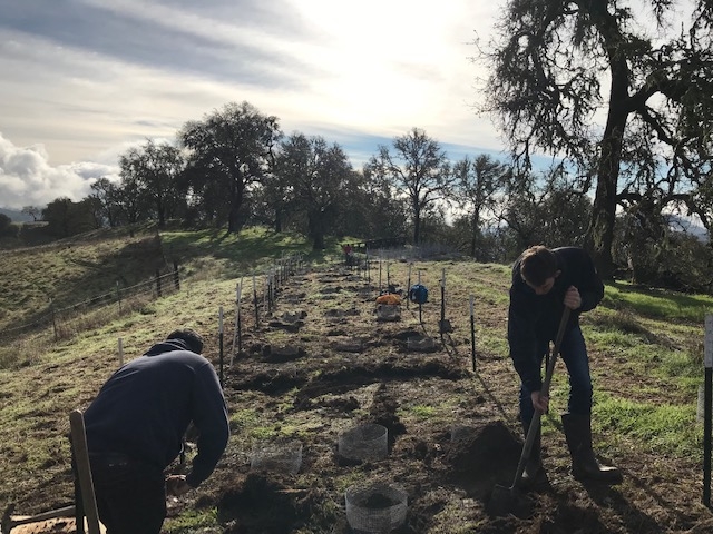 Zane and Benjamin planting acorns for the UC Santa Cruz study by Dr. Blair McLaughlin of the Zavaleta Lab.