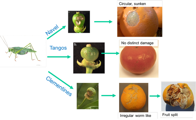 Pictorial summary of katydid damage