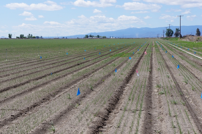 Weed Control in Processing Onions in Tulelake, California.