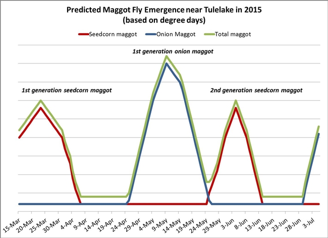 Predicted Maggot Fly Emergence