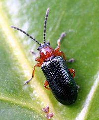 Cereal Leaf Beetle adult