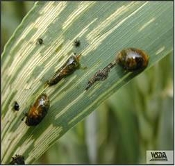 Cereal Leaf Beetle larvae and leaf damage