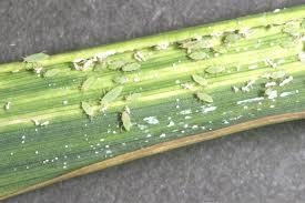Russian wheat aphid and leaf damage