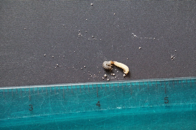Clover root curculio larvae