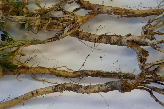 Alfalfa roots with clover root curculio damage