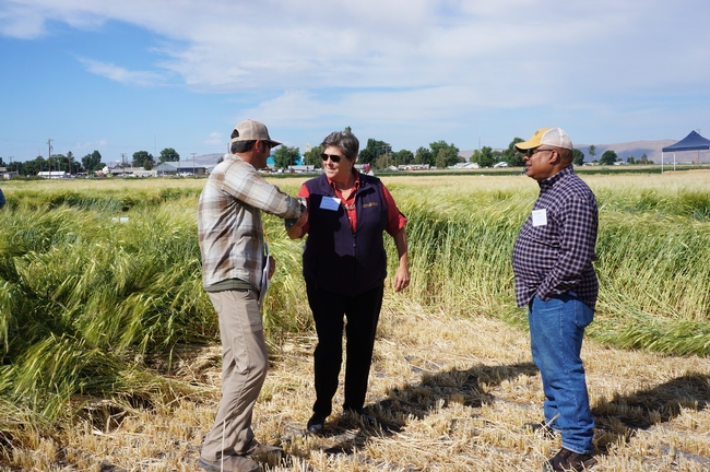 Glenda Humiston (Vice President of UC ANR), Greg Gibbs (UC ANR Director of Major Gifts) and Darrin Culp (IREC Superintendent of Agriculture) pause to great each other during tour of IREC on Field Day 2017