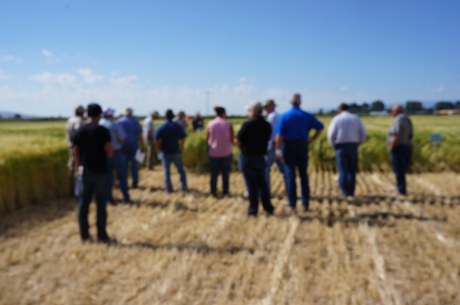 Visitors tour fields where trials are ongoing at IREC