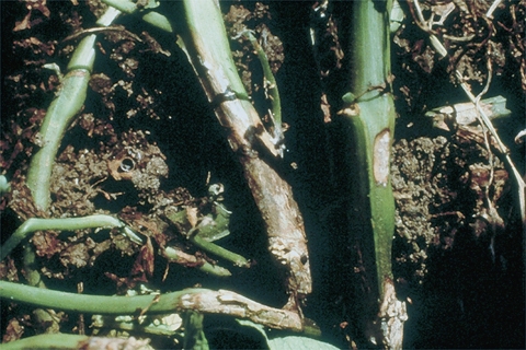 Example of White Mold