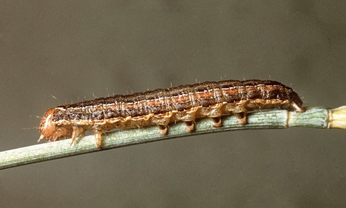 Photo of true armyworm larvae