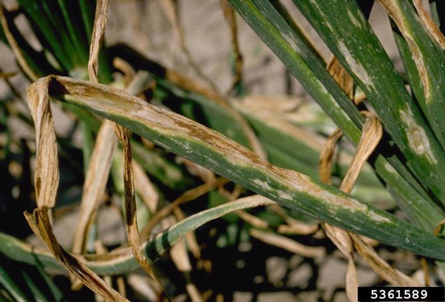 Bacterial Leaf Blight on Onion