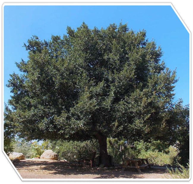 MG of SB County Tree