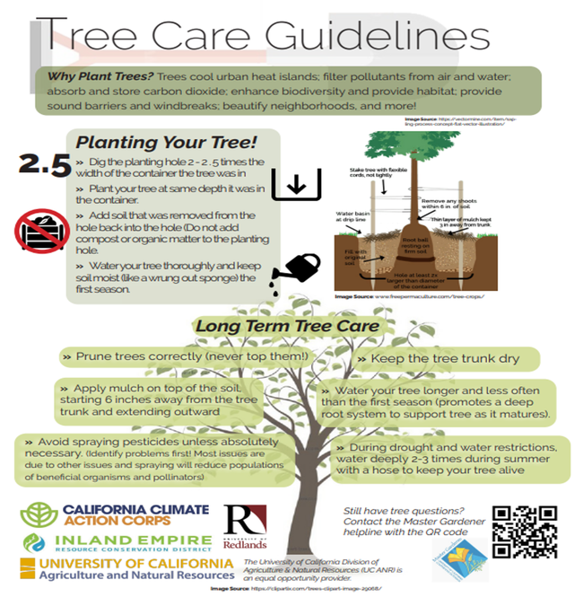 tree planting guidelines