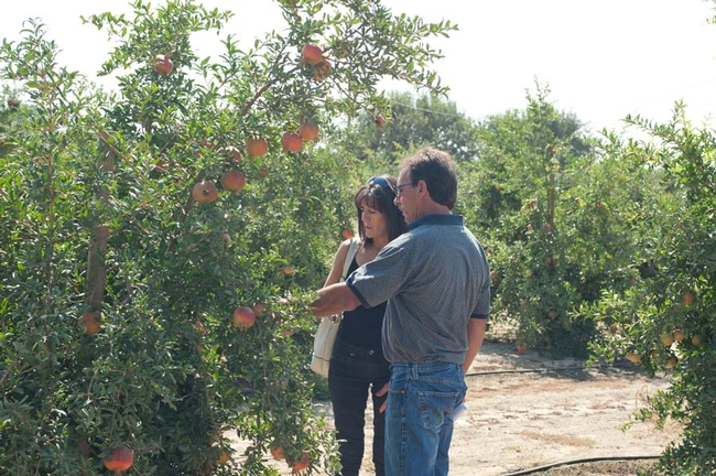 Field day participants looking at a pomegranate tree in a KARE field