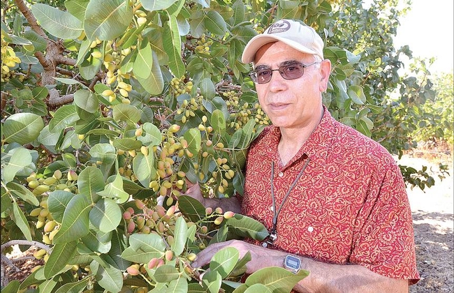 Dr. Themis Michailides inspecting pistachio trees in Australia for disease symptoms. (Photo courtesy of The Murray Pioneer Pty. Ltd.)