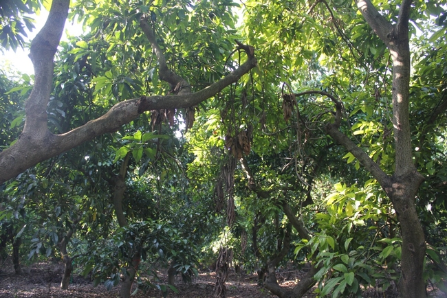 Avocado tree in Israel with limb breakage and branch dieback due to PSHB infestation and its Fusarium symbiont (photo by M. L. Arpaia).