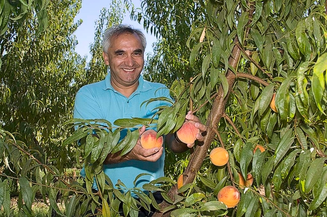 Carlos Crisosto examining a fresh market peach crop in a Central Valley orchard.