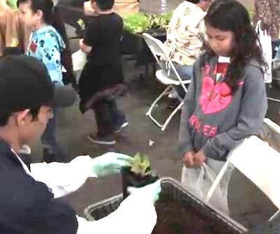 Students at the 2014 Fresno Farm and Nutrition Day planting leaf lettuce to take home and grow.