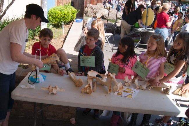 Chidren at the 2014 Fresno Farm and Nutrition Day examing cow bones.