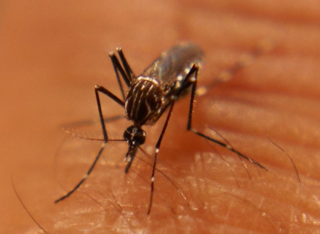 The Aedes aegypti mosquito can vector yellow fever, dengue fever and Chikungunya viruses.