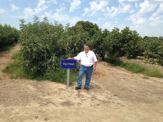 Ruben Perez, produce supervisor for Lucky Stores, poses in the fig orchard.
