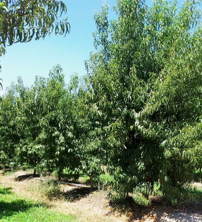 Stonefruit rootstocks evaluated by UC Scientists help control tree size.