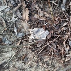 An owl pellet that was stepped on, showing the bones and feathers of animals caught by great horned owls at Kearney.