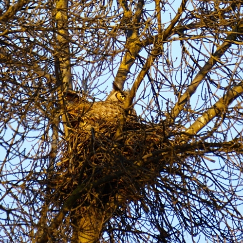 A great horned owl nesting in one of Kearney's parking lot trees.