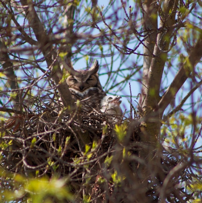 Female great horned owl at Kearney with one of her 4 nestlings.